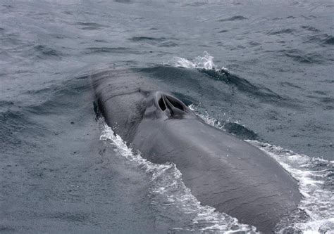 Sei Whale – "OCEAN TREASURES" Memorial Library