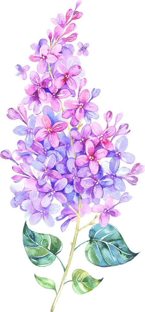 Lilac Flower Drawing at GetDrawings | Free download