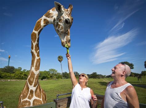 Orlando has it all with wildlife spotting, rollercoaster riding and a swim to the bottom of the ...