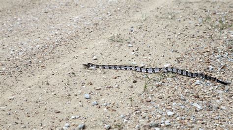 How To Identify A Baby Rattlesnake