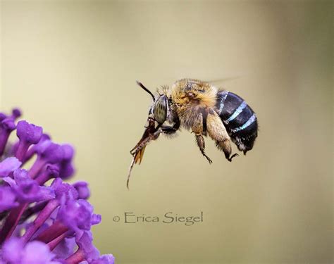 Blue Banded Bee (Amegilla)