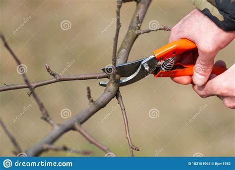 Spring Pruning of Trees. Orchard Care Stock Photo - Image of growth ...