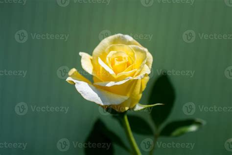 Blooming beautiful colorful rose on plain background 15075903 Stock ...