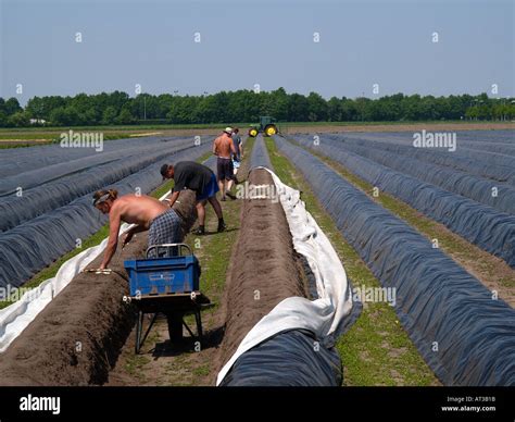 Harvesting asparagus is a laborious task that is mostly done by cheap Stock Photo: 1653530 - Alamy