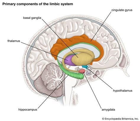 Limbic system | Description, Components, Function, History of Study, & Facts | Britannica