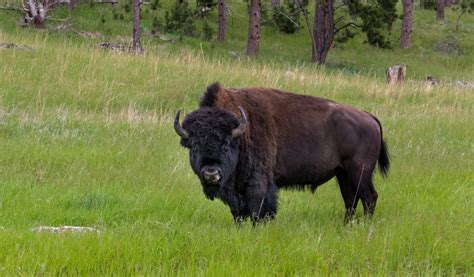 The Ultimate Guide To Wyoming Bison Hunting - Alpha and Omega Outdoors