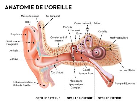 Les sens – L'ouïe | alimentarium