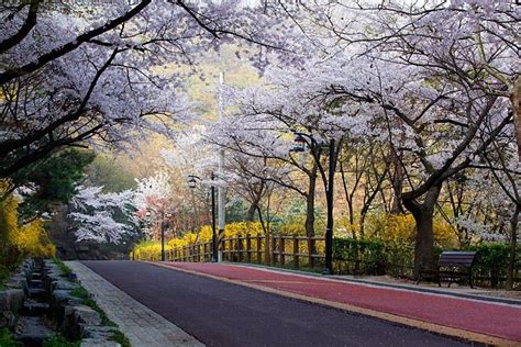 Cherry blossoms at Namsan, Seoul | Namsan park, South korea, Mountain pictures