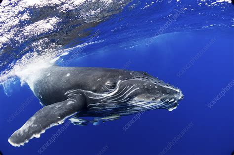 Humpback Whale calf - Stock Image - C040/6542 - Science Photo Library