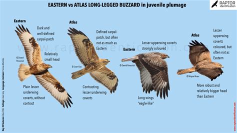 Long-legged Buzzard – Raptor Identification – The complete raptors guide