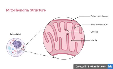 Mitochondria, Structure, Functions, and Location • Microbe Online