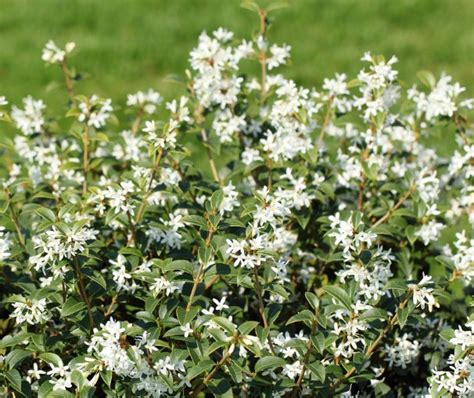 Osmanthus burkwoodii - Plants for Spaces