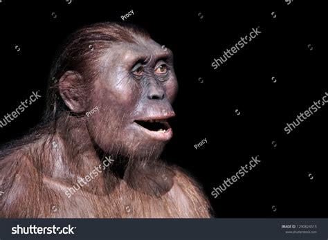 Australopithecus Afarensis Tools