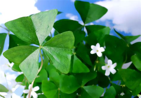 Shamrock Plant - Oxalis - HousePlant Care Tips - HousePlant411.com ...