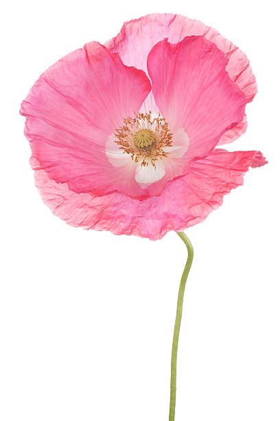 Pink Poppy Stock Photos, Pictures & Royalty-Free Images - iStock