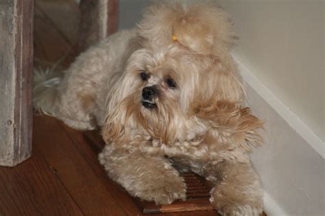 Peekapoo (Pekingese-Poodle Mix) Information, Temperament, Puppies, Training, Pictures