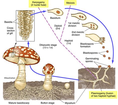 Mushroom Life Cycle 2 | Carlson Stock Art