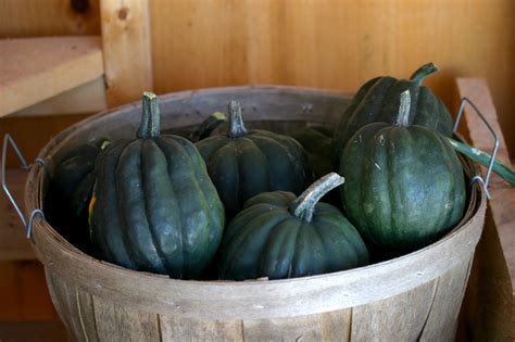 Squash Harvest & Storage Tips | Jung Seed’s Gardening Blog