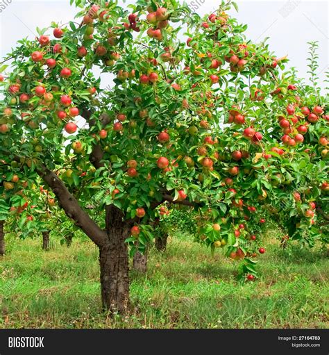 Red Apples On Apple Image & Photo (Free Trial) | Bigstock