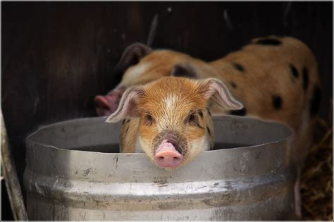 File:Pig in a bucket.jpg - Wikimedia Commons