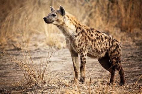 Are Hyenas Dogs Or Cats