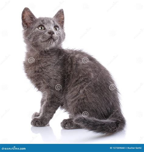 Fluffy Cat is Sitting Sideways. on a White Background Stock Photo ...