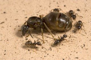 Queen Ant Will Sacrifice Colony to Retain Throne | Live Science