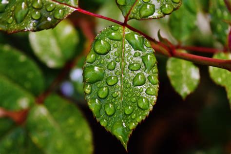 Free Images : tree, nature, branch, fruit, leaf, flower, raindrop, rose, food, green, produce ...