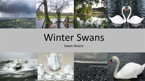 GCSE AQA Anthology Poem 'Winter Swans' analysis | Teaching Resources