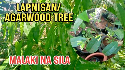 PHILIPPINES AGARWOOD/LAPNISAN TREE , THE WOOD OF GOD - YouTube