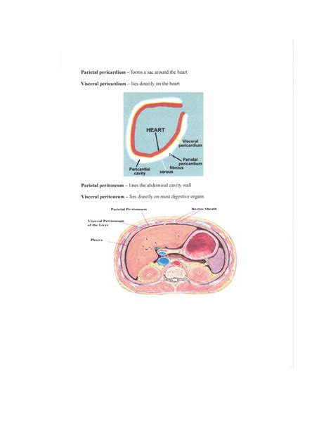 Lab Tissues - BIOL-1308 - Studocu