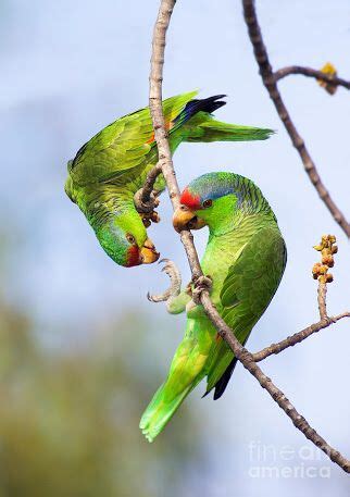 Red-crowned amazon [red-crowned parrot, green-cheeked amazon, Mexican red-headed parrot] (EN ...