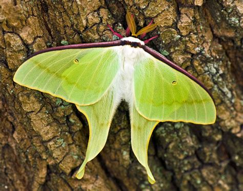 Actias artemis, Japanese Luna Moth, オオミズアオ Oomizuao ("Blue… | Flickr