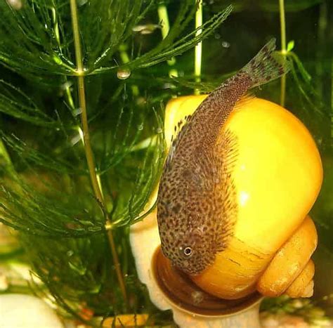 Butterfly Hillstream Loach – Detailed Guide: Care, Diet, and Breeding - Shrimp and Snail Breeder