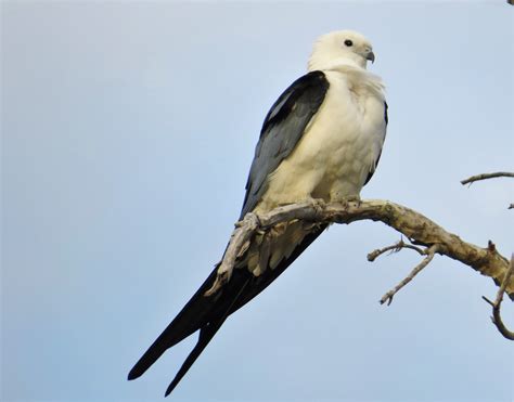 Florida Suncoast Birding: The Swallow-tailed Kites are Back