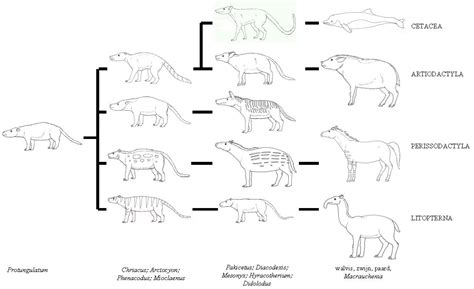 Evolution of cetaceans | Fossil Wiki | Fandom powered by Wikia