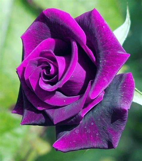 987 "Μου αρέσει!", 13 σχόλια - i love roses 🇵🇰🇵🇰 ️ ️💮 ️ ️ (@bestroses786) στο Instagram: "💜💜💜💜♥️ ...