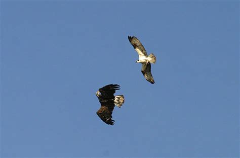 Eagle Osprey Fight