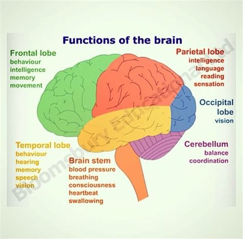 Functions of brain | Brain anatomy and function, Brain diagram, Brain ...