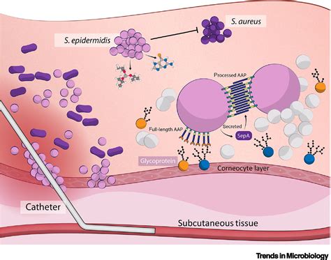 Staphylococcus Epidermis Epidermidi