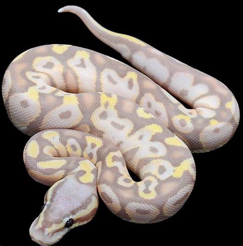 Banana Pastel Ball Python for sale online baby banana ball pythons