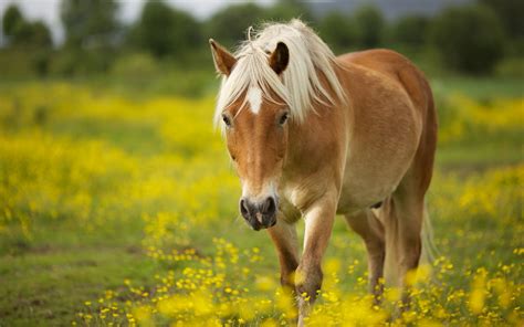 Horses in Springtime Wallpaper - WallpaperSafari