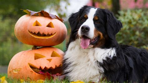 DIY: Pumpkin Dog Treats and Carving Fun!