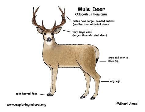 Deer (Mule)