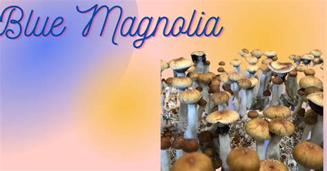 Blue Magnolia: A Potent Mushroom Strain You Should Know About • Thick Spores