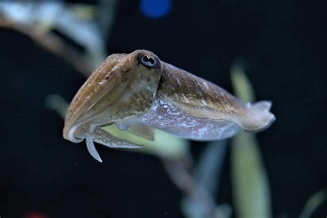 10 Unique Characteristics of Squid - Wildlife Informer