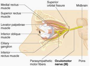 Oculomotor Nerve (Cranial Nerve 3) - Function, Origin and Anatomy