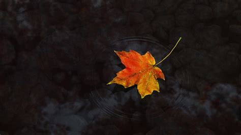 Maple Leaf Wallpapers - Wallpaper, High Definition, High Quality, Widescreen