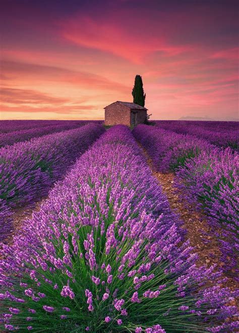 Best 25+ Lavender fields ideas on Pinterest | Lavender fields france ...