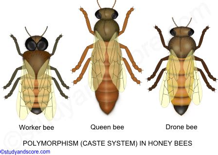 Phylum Arthropoda: Social behaviour in Insects | Study&Score